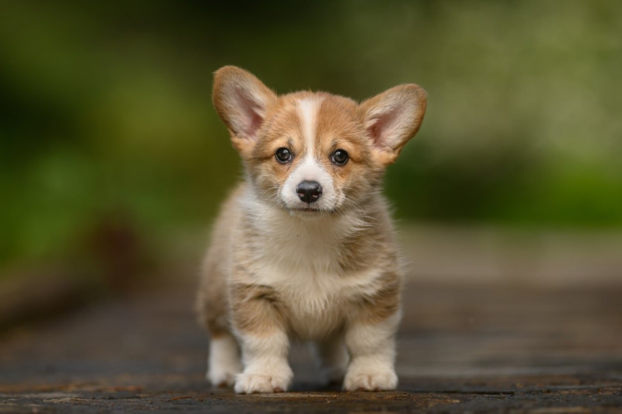 Welsh Corgi Pembroke Puppy παίζοντας στον κήπο