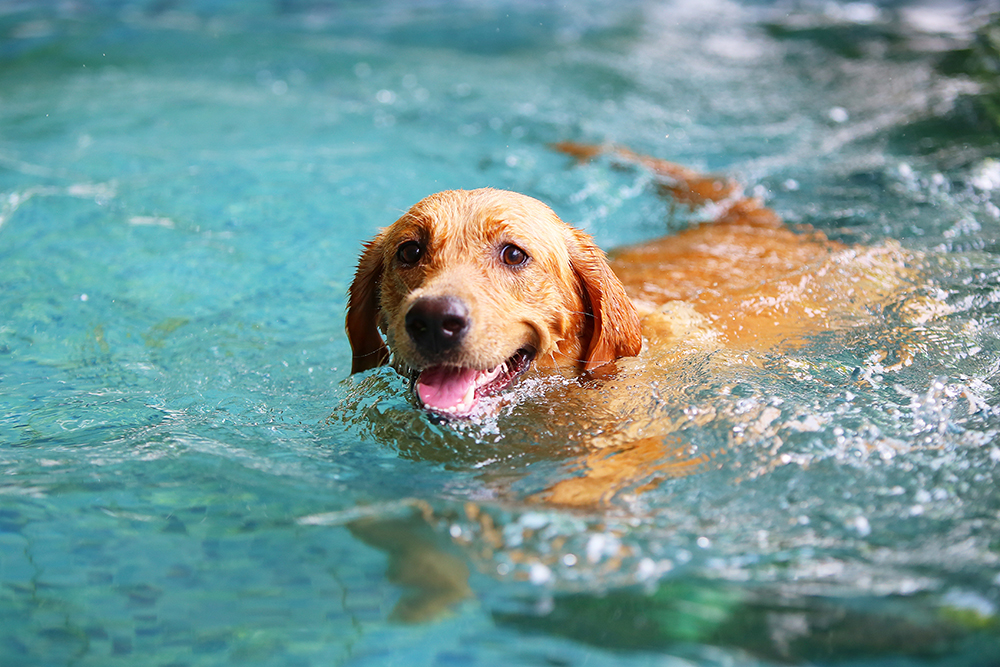 Κολύμβηση σκύλου Labrador Retriever