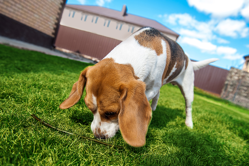 Ο σκύλος Beagle sniffing το γρασίδι