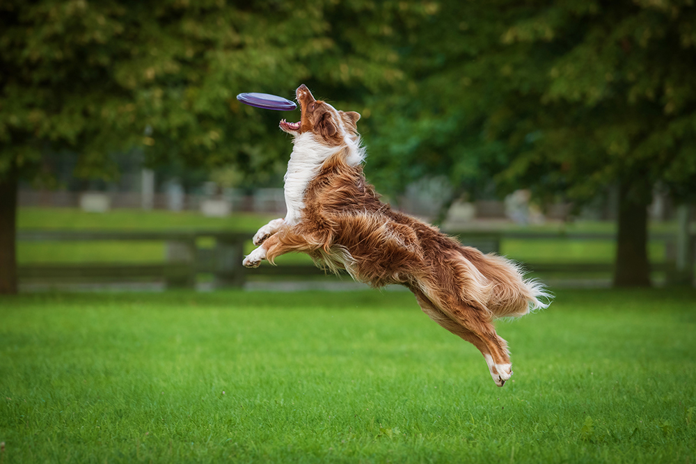 Ο Brown Australian Shepherd συλλαμβάνει το Frisbee στον αέρα