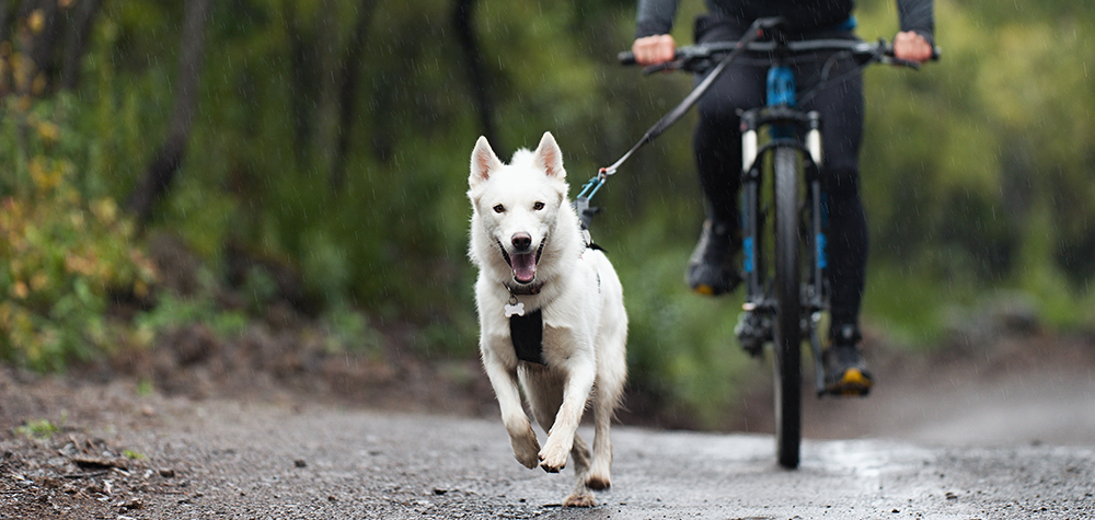 Bikejoring με ένα λευκό σκυλί