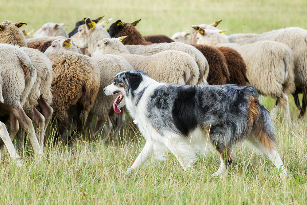 Τα σύνορα Collie βάζουν ένα κοπάδι προβάτων